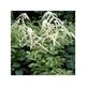 Astilbe (t) 