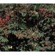 Cotoneaster lacteus