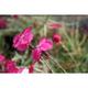 Dianthus gratianopolitanus (=caesius)