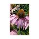 Echinacea purp. 