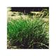 Equisetum scirpoides