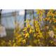 Forsythia int. 