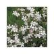 Gypsophila repens 