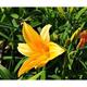 Hemerocallis hybr. 