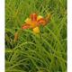 Hemerocallis hybr. 