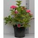 Hydrangea macr. rood/rouge