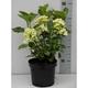 Hydrangea macr. wit/blanc