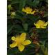 Hypericum calycinum