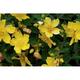 Hypericum hybr. 