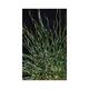 Juncus effusus