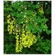 Laburnum anagyroides