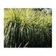 Miscanthus sin. 