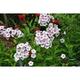 Phlox (p) 