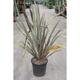 Phormium tenax 