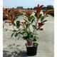 Photinia fras. 