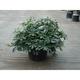 Pittosporum tob. 