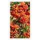 Pyracantha hybr. 