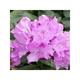 Rhodo (catawb.) 