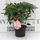 Rhodo (caucas.) 