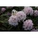 Rhodo (caucas.) 