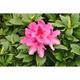 Rhodo (caucas.) 