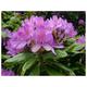 Rhodo ponticum