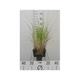 Stipa calamagrostis (=achnatherum calamagrostis)