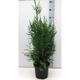 Thuja occ. 