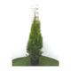 Thuja occ. 