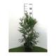 Thuja plic. 