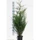 Thuja plic. 