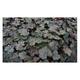 Heuchera hybr. 