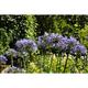 Agapanthus africanus