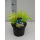 Hakonechloa macra 