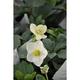 Helleborus niger