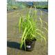 Miscanthus sin. 