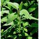 Salvia officinalis