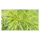 Hakonechloa macra