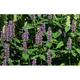 Agastache hybr. 