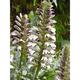 Acanthus mollis