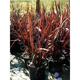 Phormium tenax 