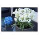 Agapanthus hybr. 