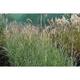 Miscanthus sin. 