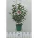 Camellia japonica rood-rouge