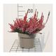 Calluna vulgaris rood/rouge