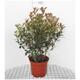 Photinia fras. 