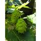 Humulus lupulus