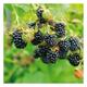 Rubus frut. 