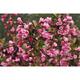 Weigela flor. 