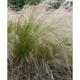 Stipa tenuifolia (= ponytails)